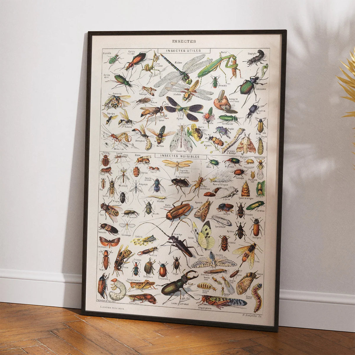 Insekter 1907 - Videnskabelig planche – billede 2