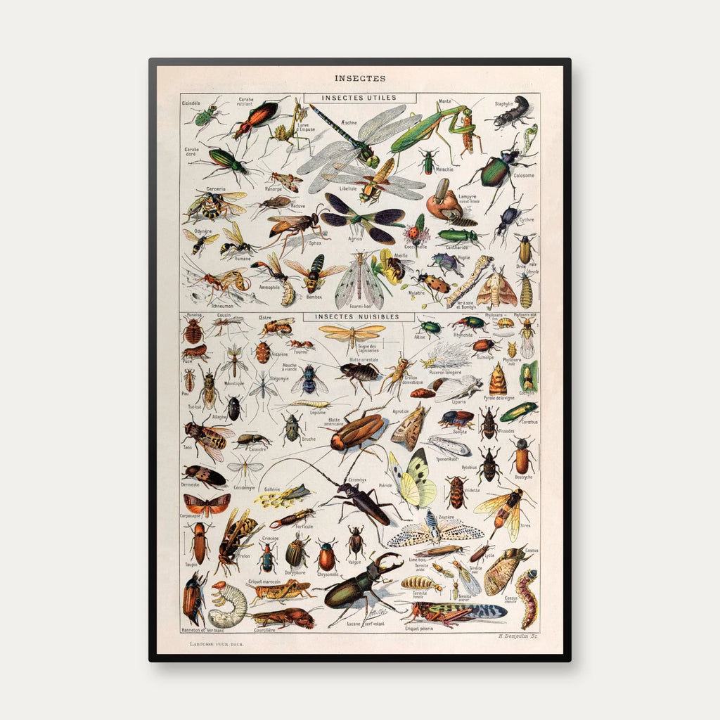 Insekter 1907 - Videnskabelig planche – billede 1