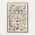 Insekter 1907 - Videnskabelig planche – billede 1