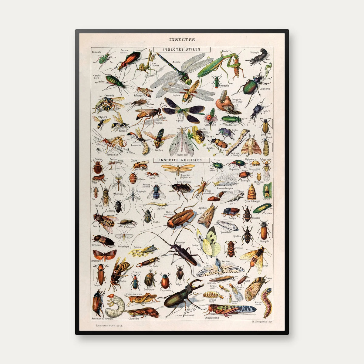 Insekter 1907 - Videnskabelig planche – billede 1