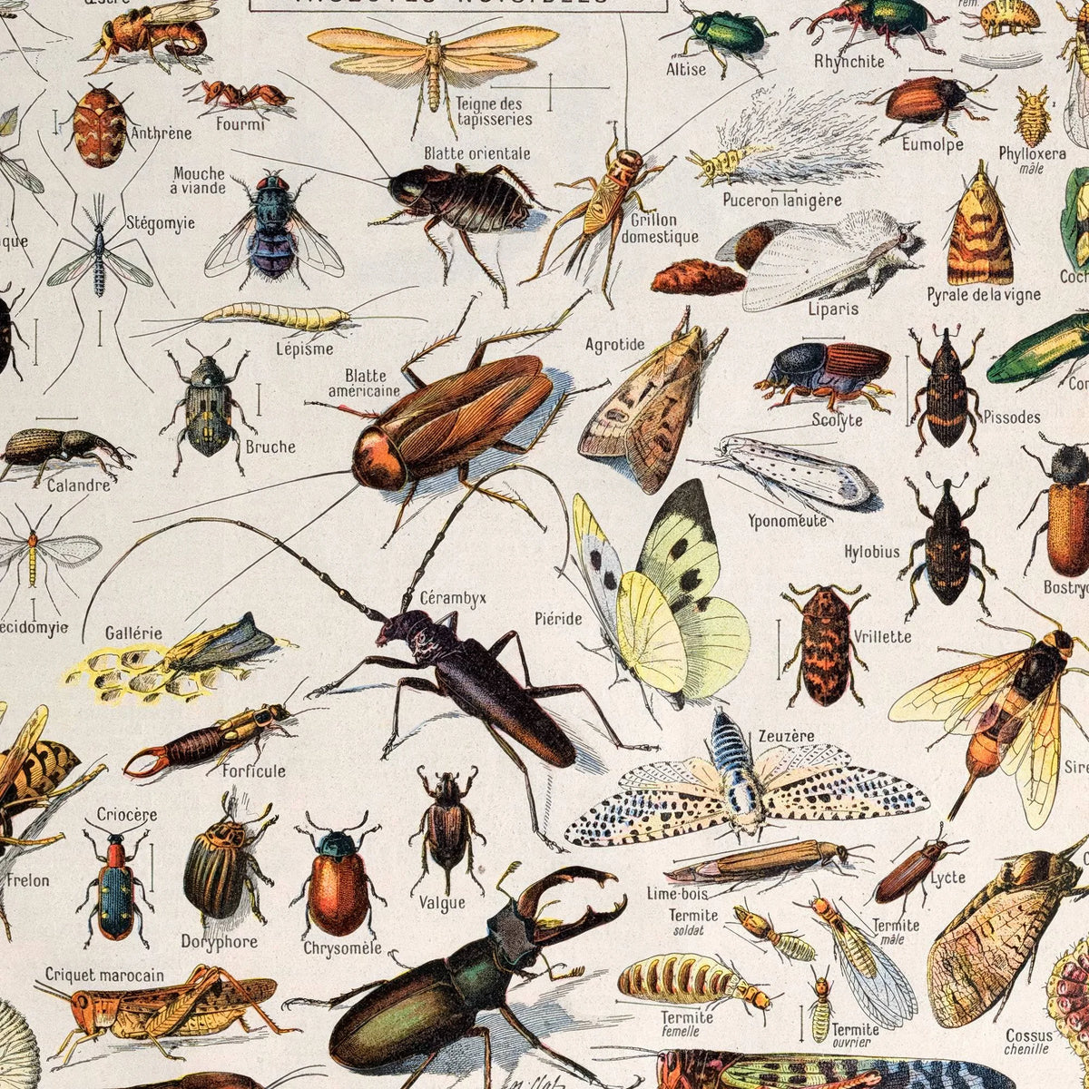 Insekter 1907 - Videnskabelig planche – billede 4