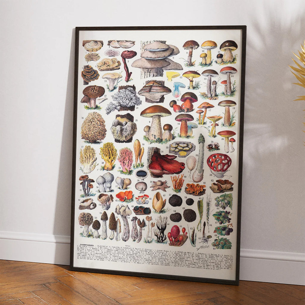 Champignoner 1932 - Millot - Botanisk planche – billede 2
