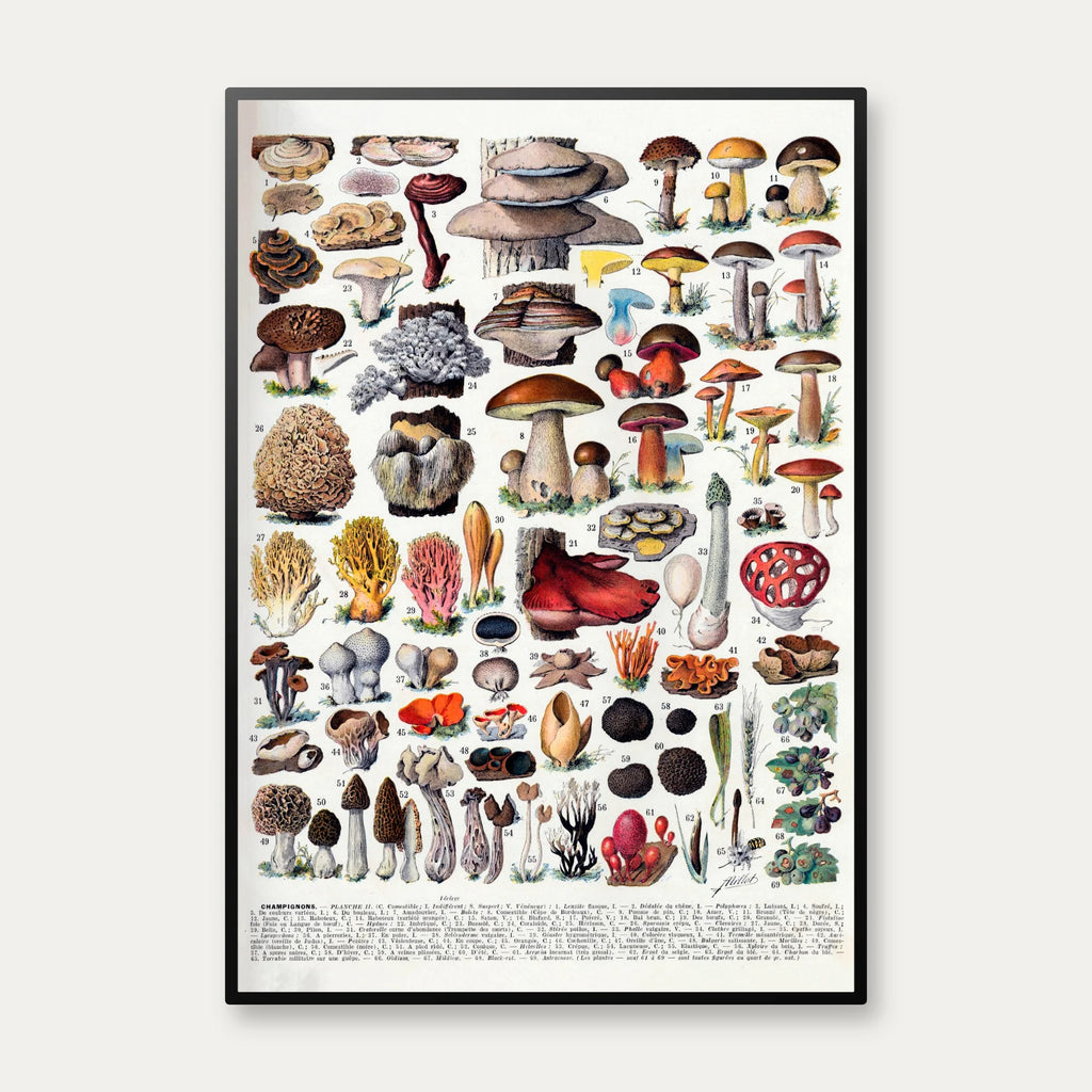 Champignoner 1932 - Millot - Botanisk planche – billede 1