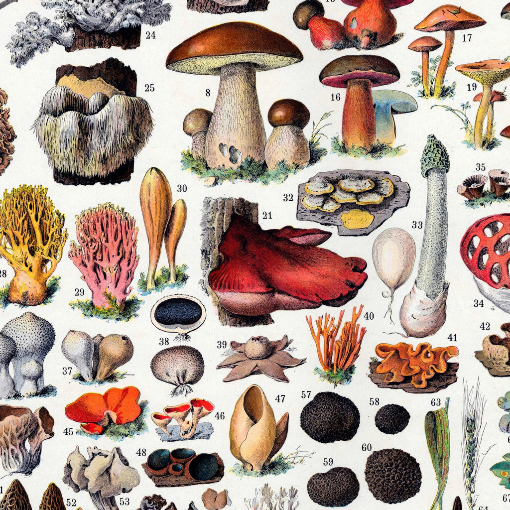 Champignoner 1932 - Millot - Botanisk planche – billede 4