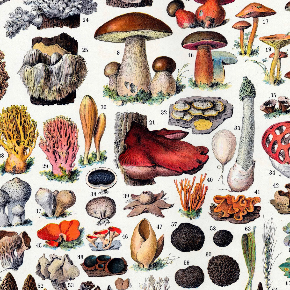 Champignoner 1932 - Millot - Botanisk planche – billede 4
