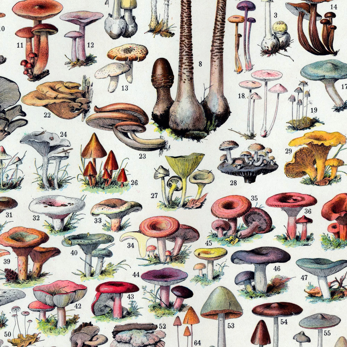 Svampe 1932 - Millot - Botanisk planche – billede 4