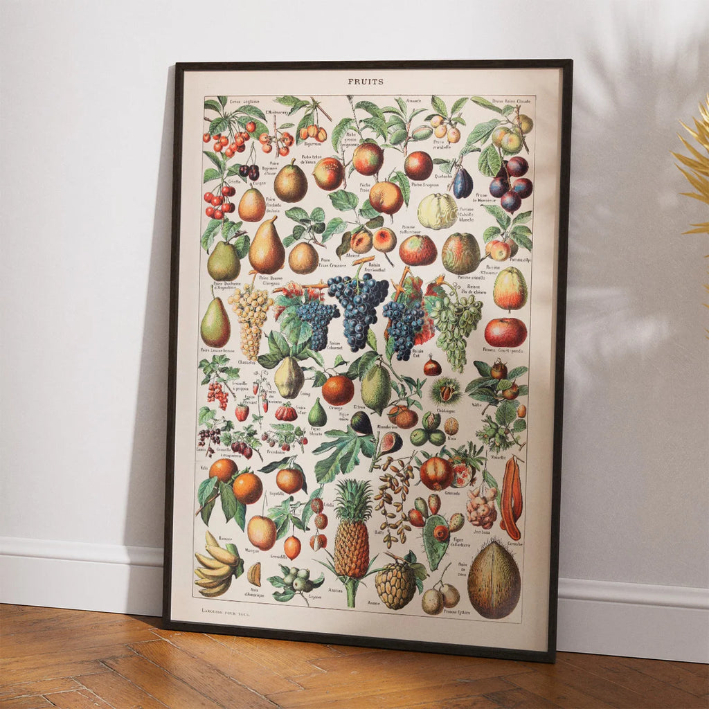 Frugter - Botanisk planche af Adolphe Millot fra 1932 – billede 2