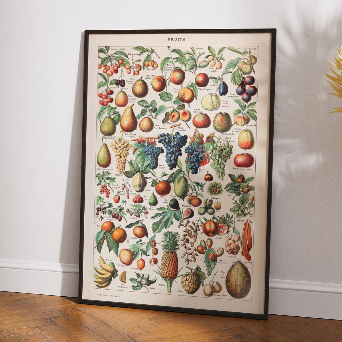 Frugter - Botanisk planche af Adolphe Millot fra 1932 – billede 2