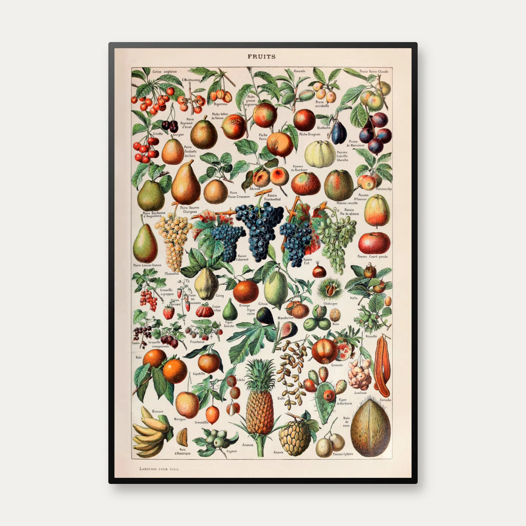 Frugter - Botanisk planche af Adolphe Millot fra 1932 – billede 1