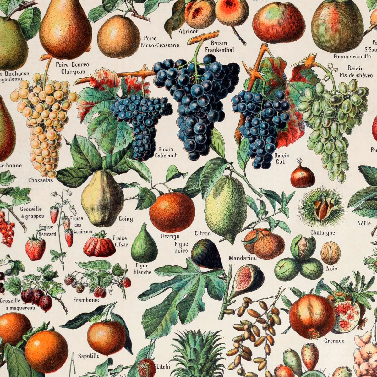 Frugter - Botanisk planche af Adolphe Millot fra 1932 – billede 4