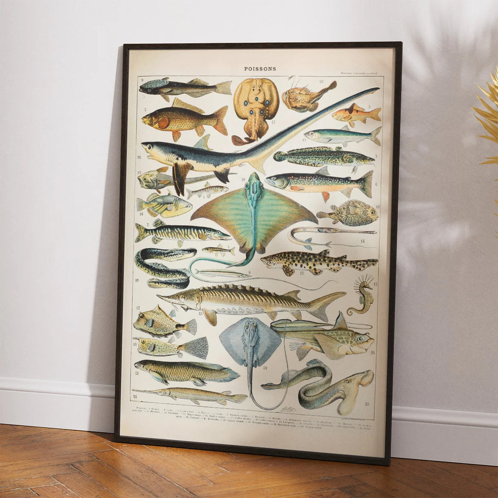 Fisk 1932 - Zoologisk planche af Adolphe Millot – billede 2