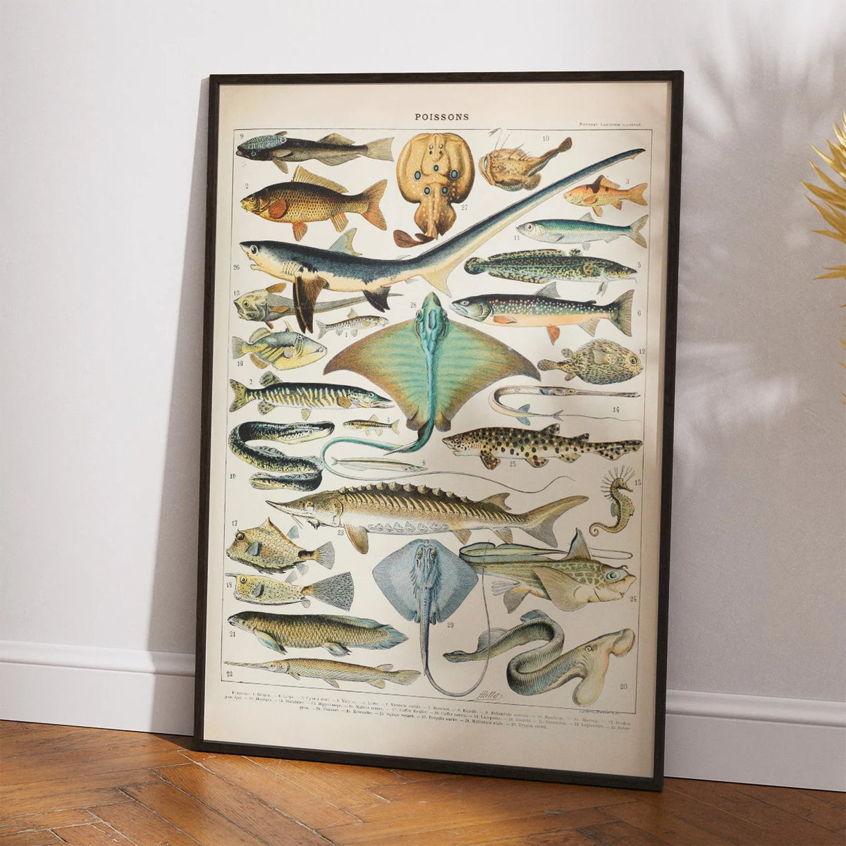 Fisk 1932 - Zoologisk planche af Adolphe Millot – billede 2