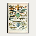 Fisk 1932 - Zoologisk planche af Adolphe Millot – billede 1