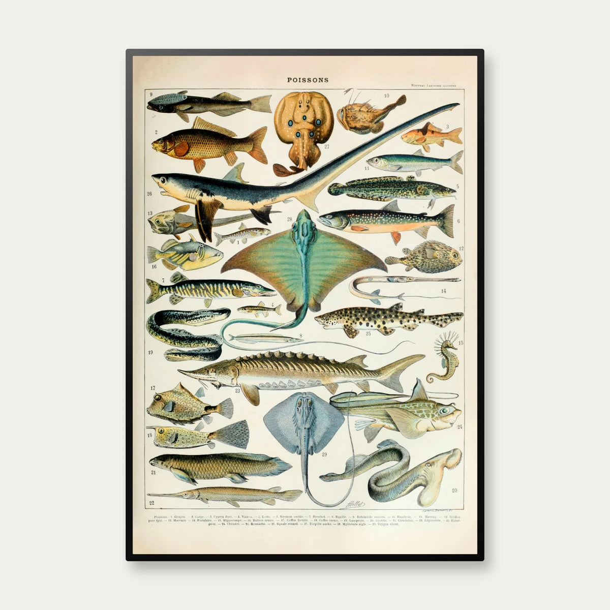 Fisk 1932 - Zoologisk planche af Adolphe Millot – billede 1