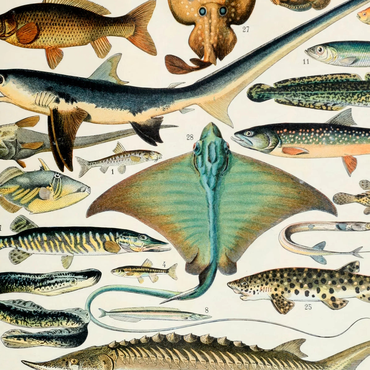 Fisk 1932 - Zoologisk planche af Adolphe Millot – billede 4