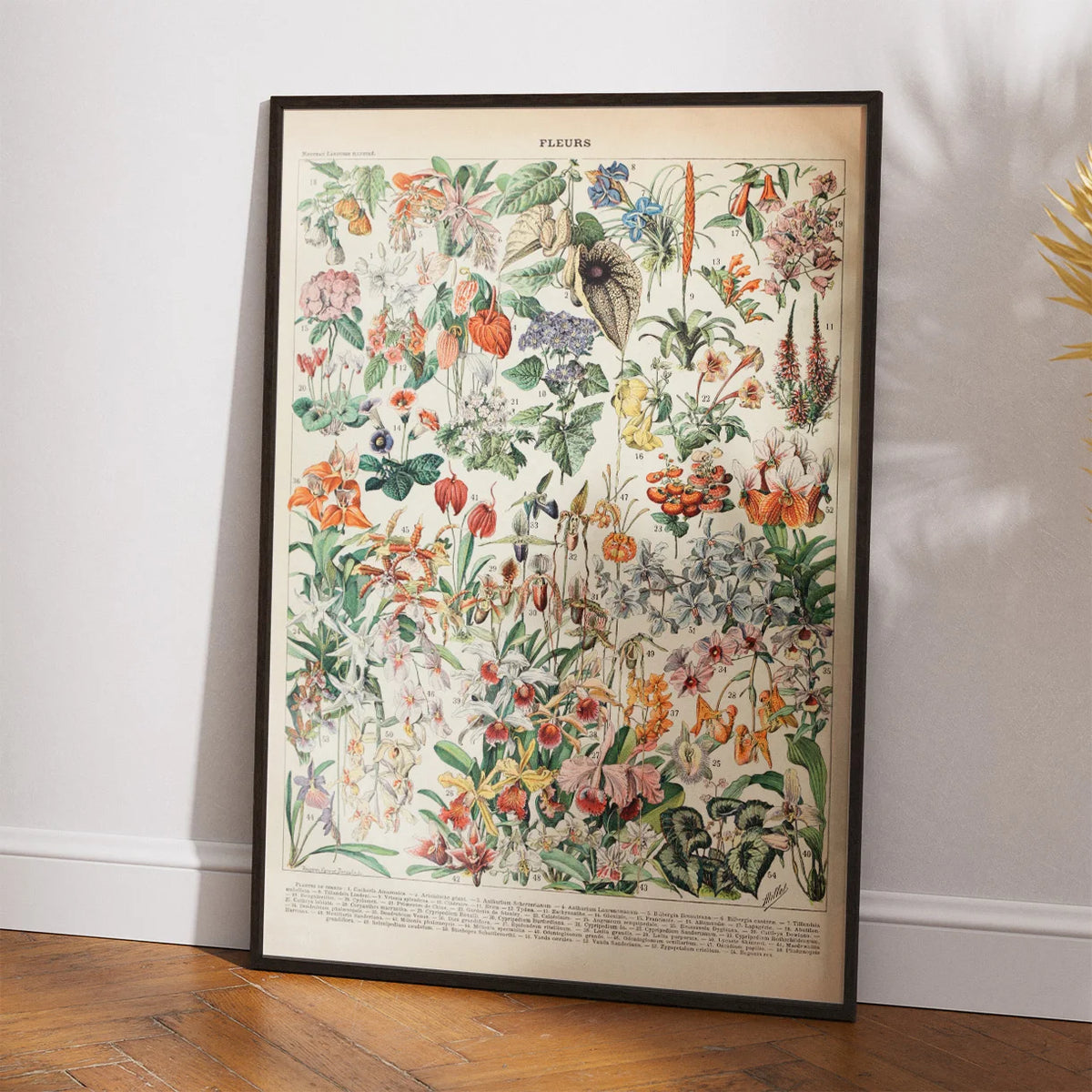 Blomster 1932 - Botanisk planche af Adolphe Millot – billede 2