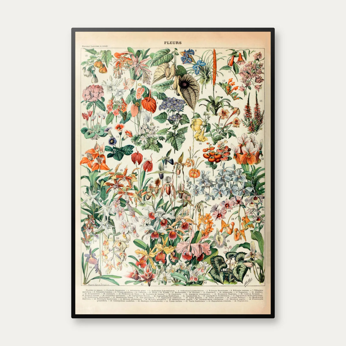 Blomster 1932 - Botanisk planche af Adolphe Millot – billede 1