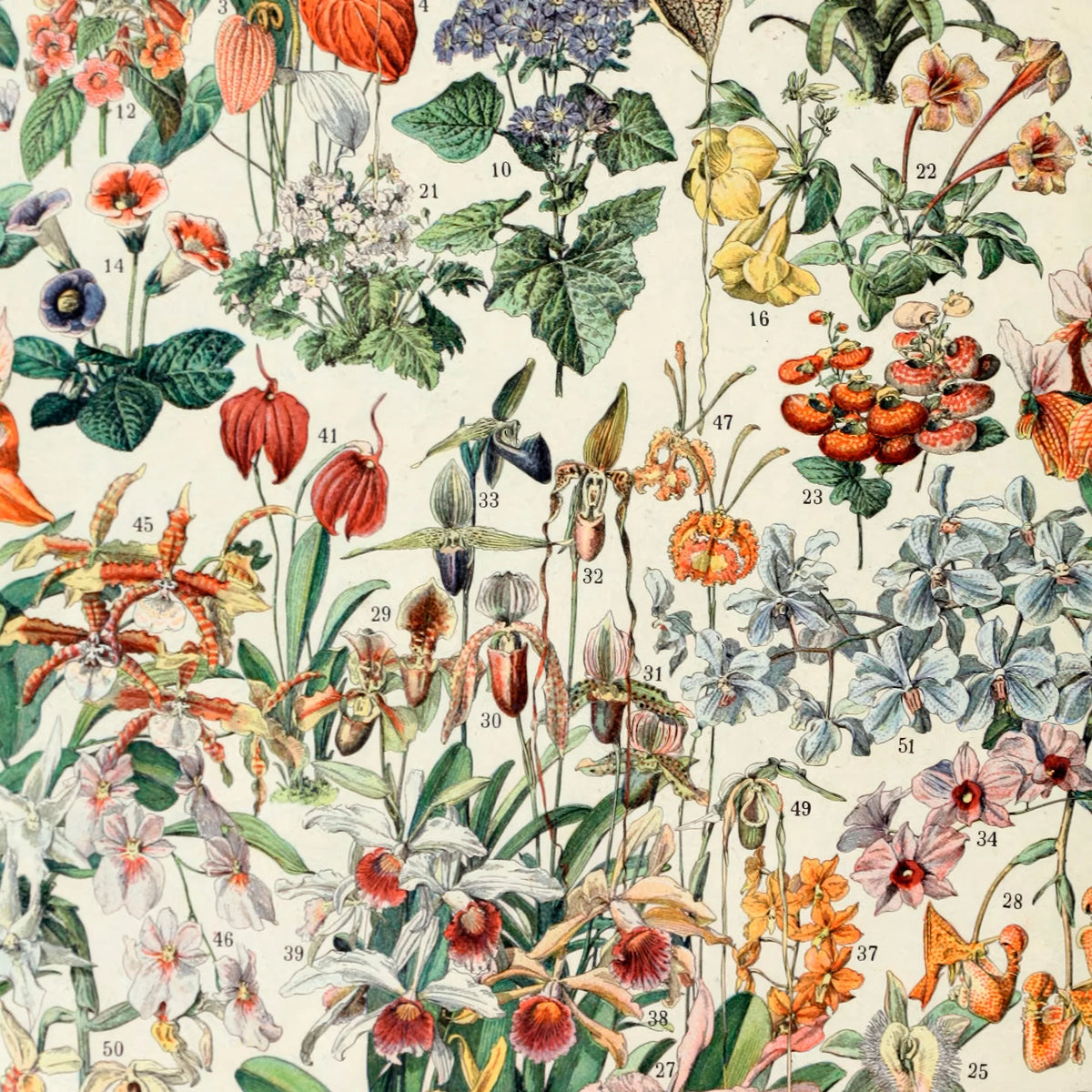 Blomster 1932 - Botanisk planche af Adolphe Millot – billede 4