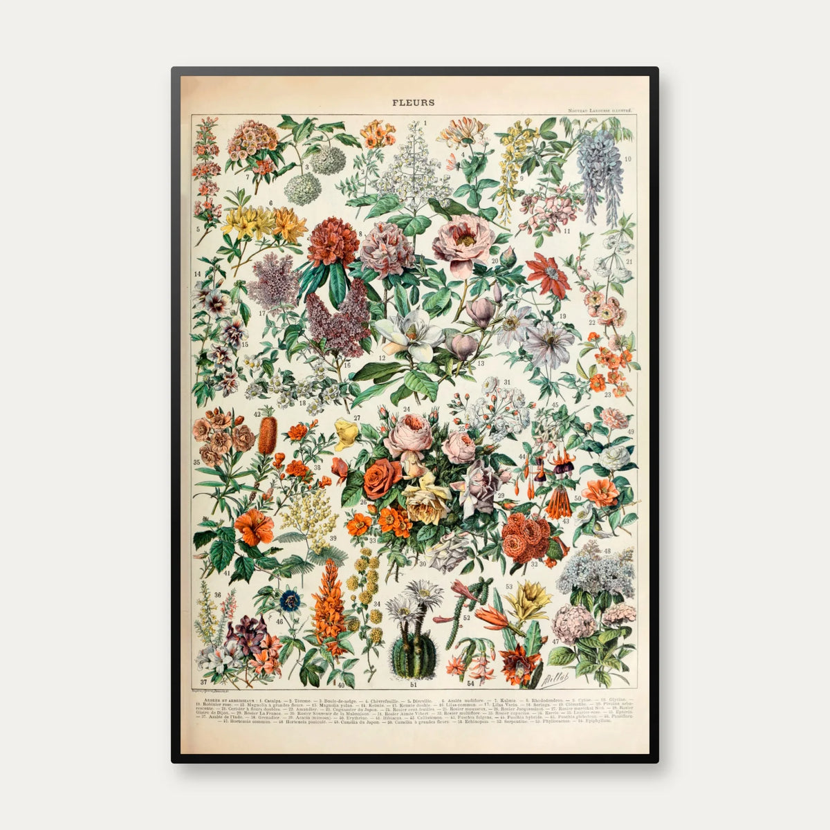 Blomster C 1932 - Adolphe Millot planche – billede 1