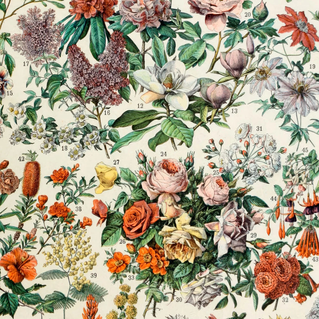 Blomster C 1932 - Adolphe Millot planche – billede 4