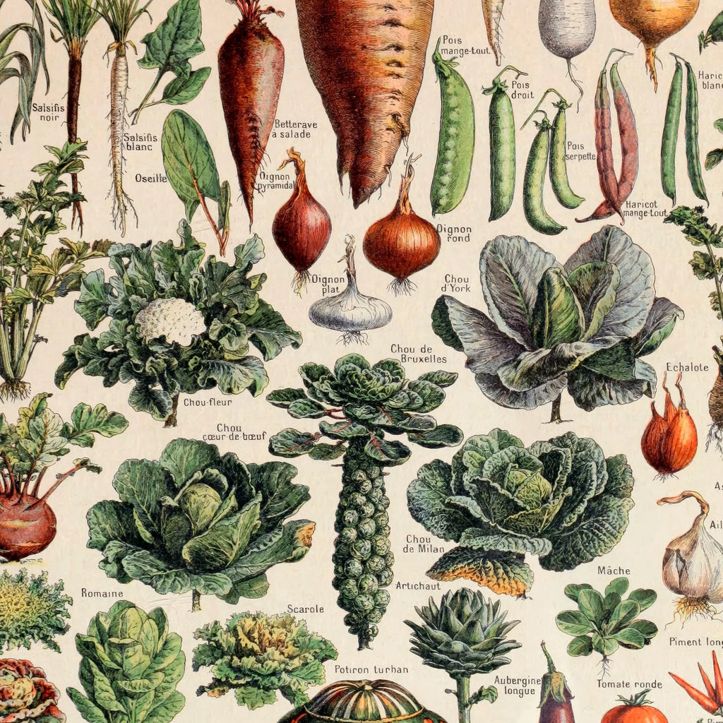 Grøntsager og nytteplanter 1932 - Adolphe Millot planche – billede 4