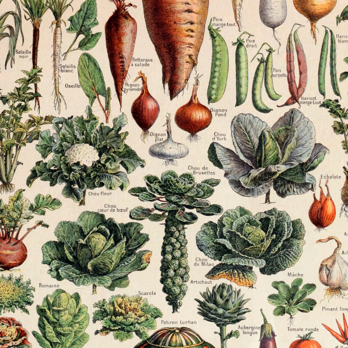 Grøntsager og nytteplanter 1932 - Adolphe Millot planche – billede 4
