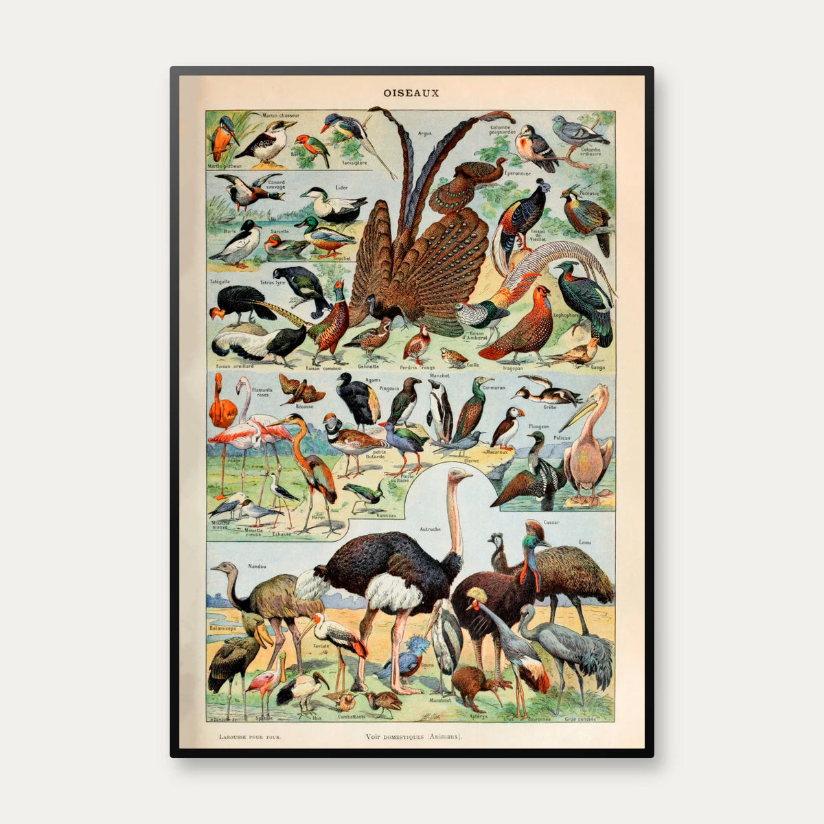 Fugle B 1932 - Adolphe Millot planche – billede 1