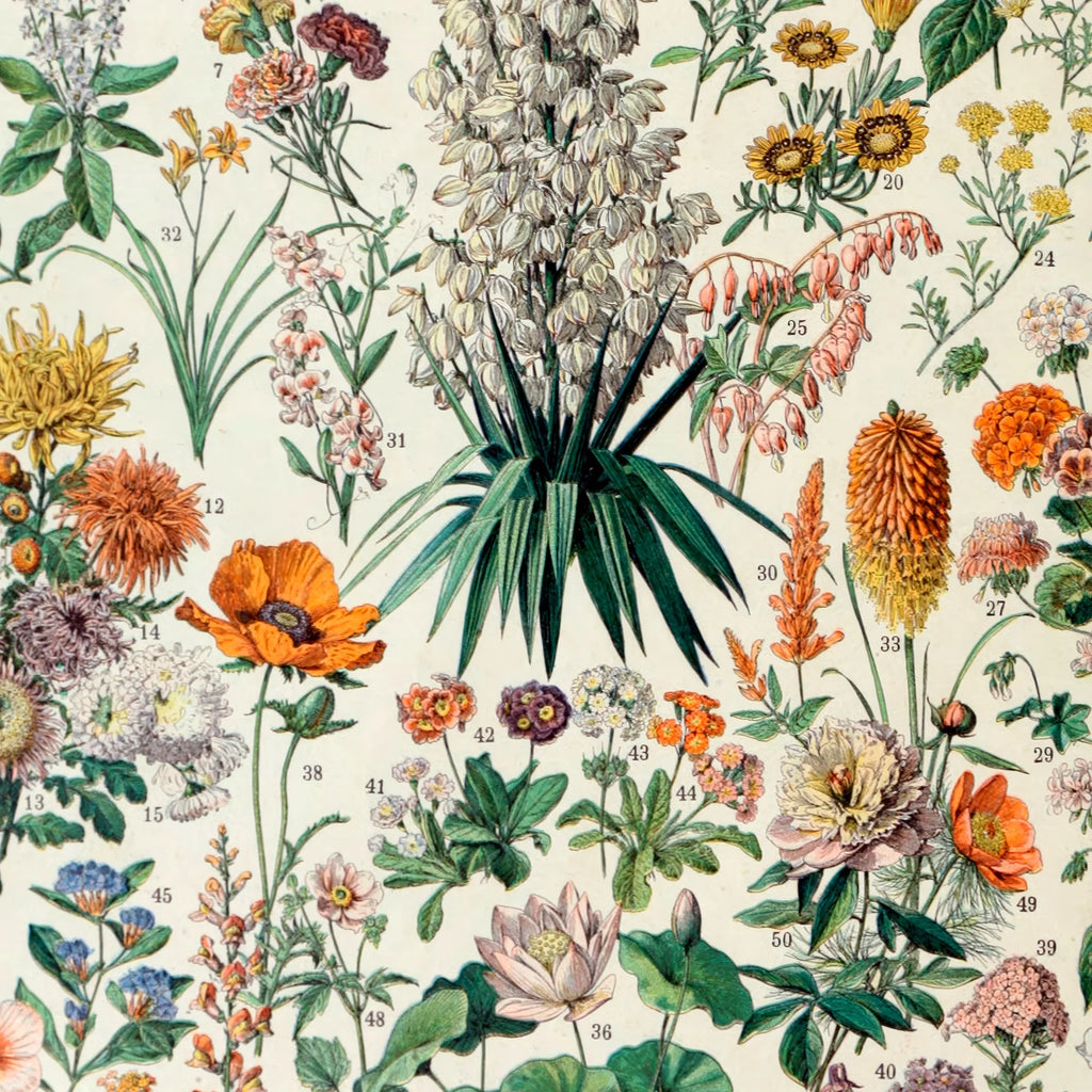 Blomster B 1932 - Adolphe Millot planche – billede 4
