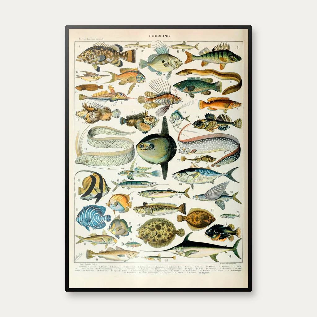 Fisk A 1932 - Adolphe Millot planche – billede 1