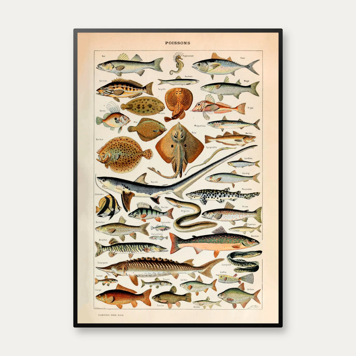 Fisk 1932 - Adolphe Millot planche – billede 1