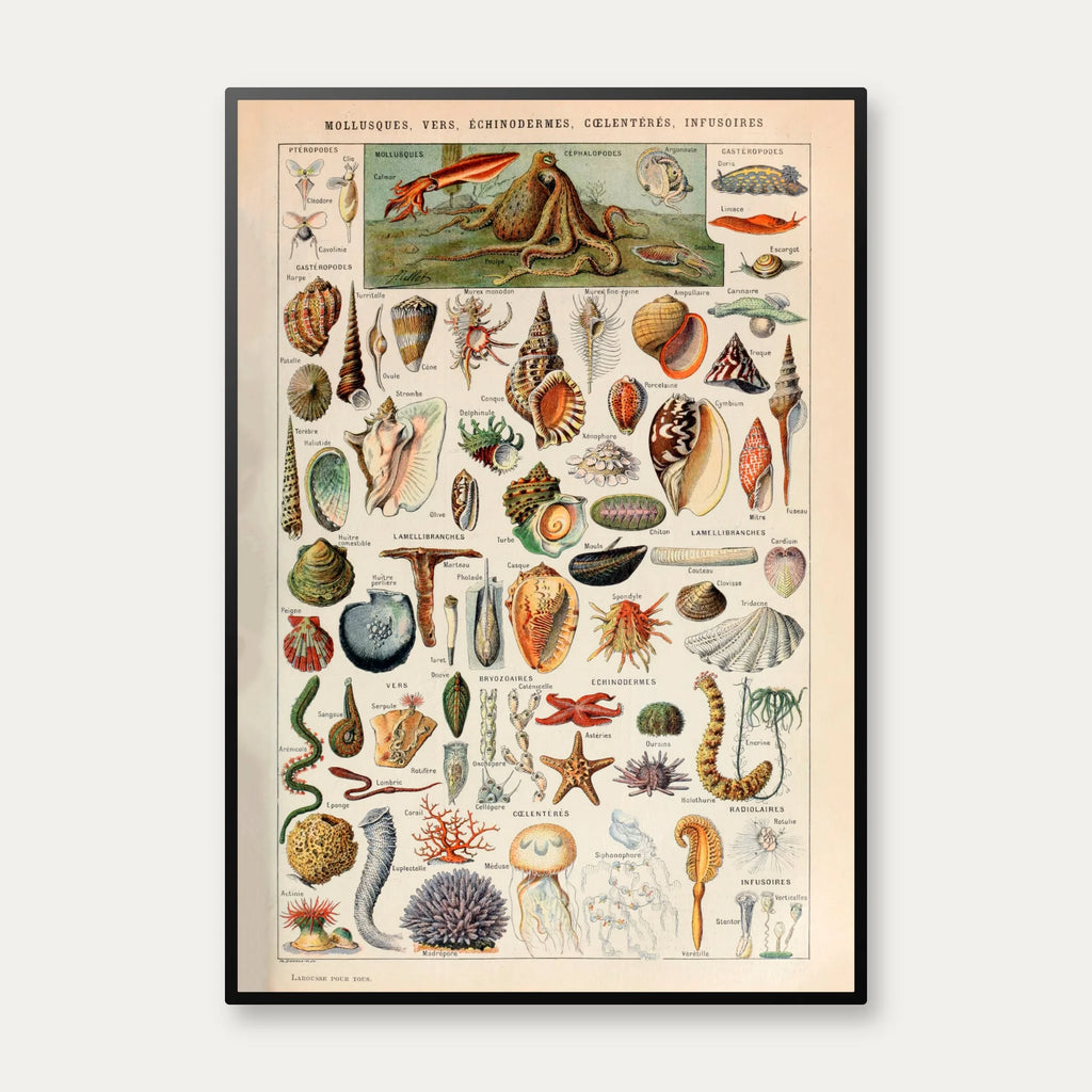 Bløddyr 1932 - Adolphe Millot planche – billede 1