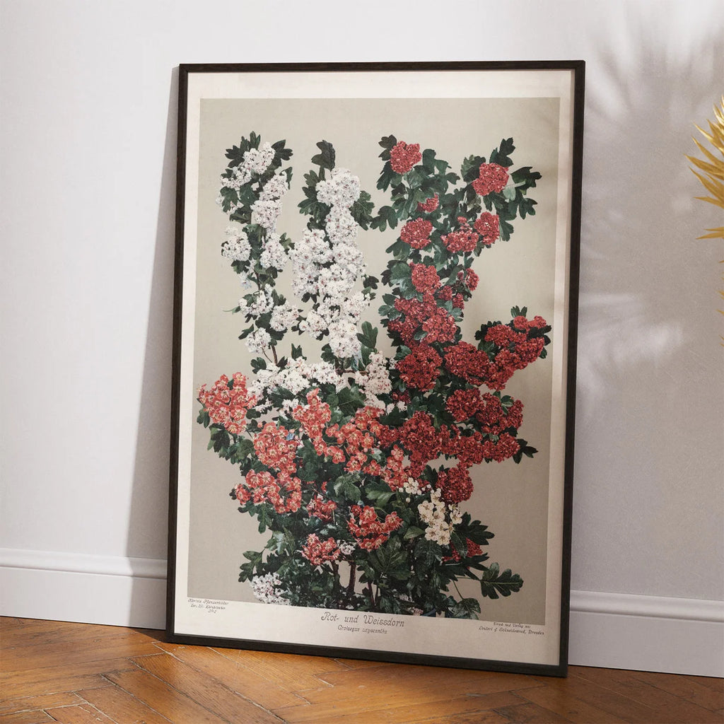 Rød- og hvidtjørn 1910 - Botanisk planche – billede 2
