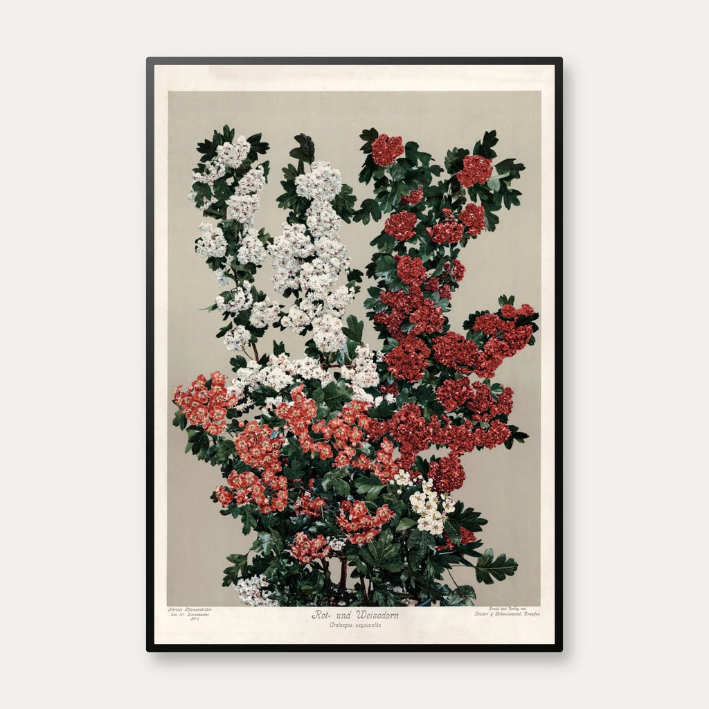 Rød- og hvidtjørn 1910 - Botanisk planche – billede 1