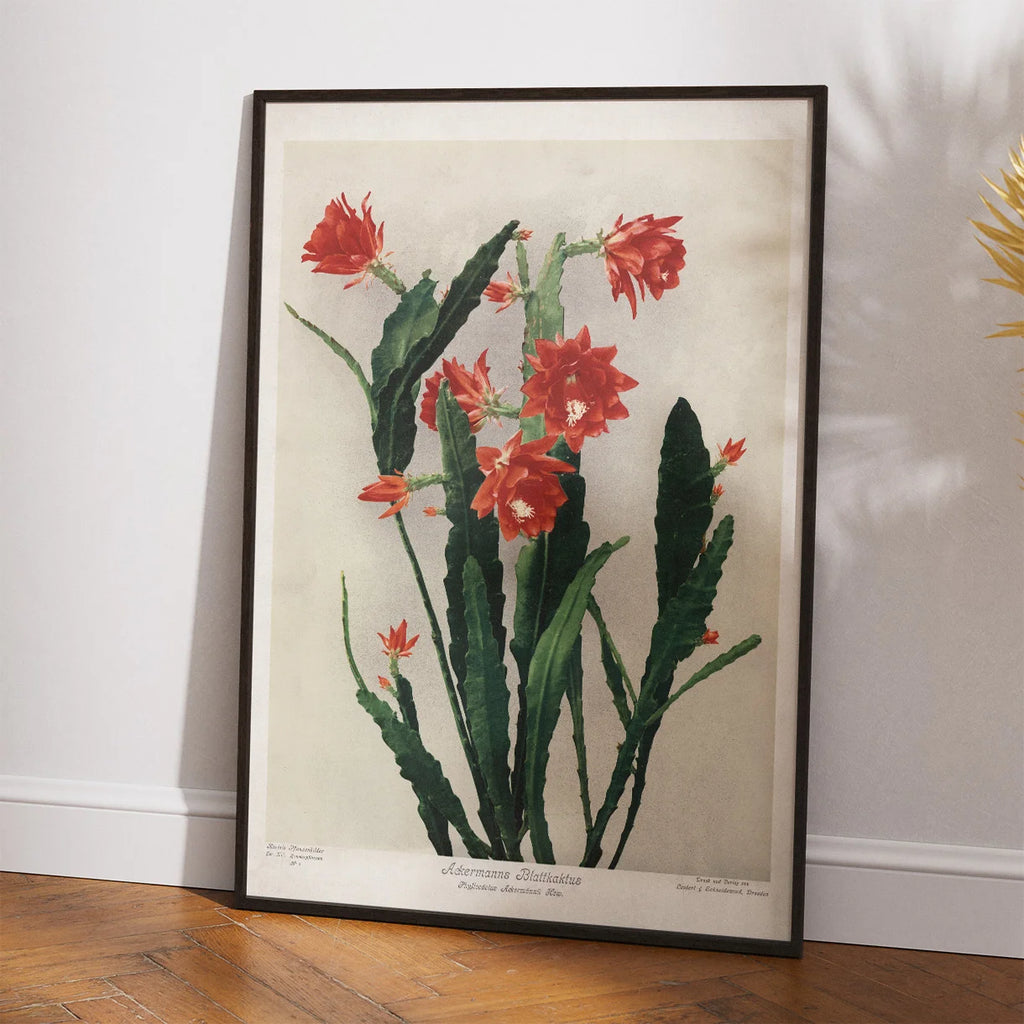 Ackermanns bladkaktus 1910 - Botanisk planche – billede 2