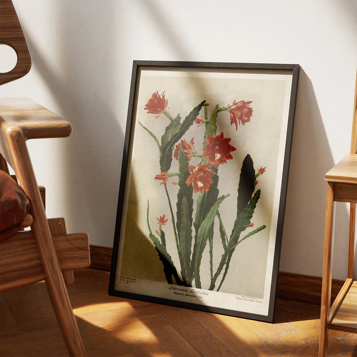 Ackermanns bladkaktus 1910 - Botanisk planche – billede 3