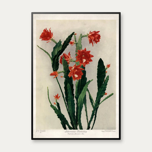 Ackermanns bladkaktus 1910 - Botanisk planche – billede 1