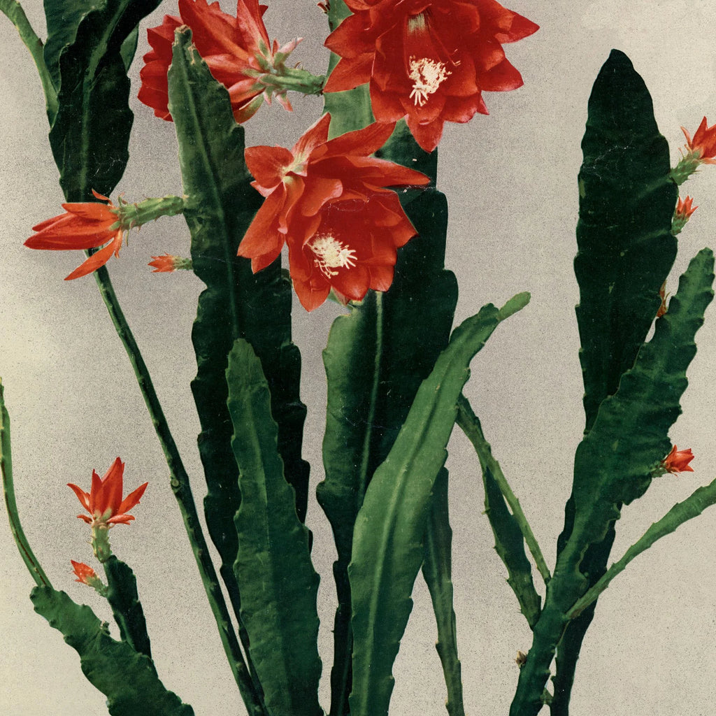 Ackermanns bladkaktus 1910 - Botanisk planche – billede 4