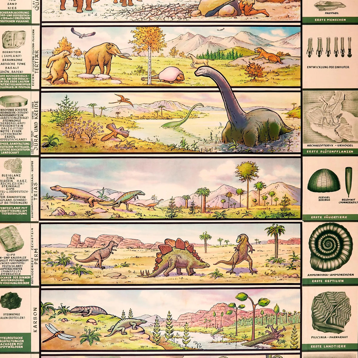 Dyrelivets udvikling 1955 - Palæontologisk planche - 45×80 cm – billede 4