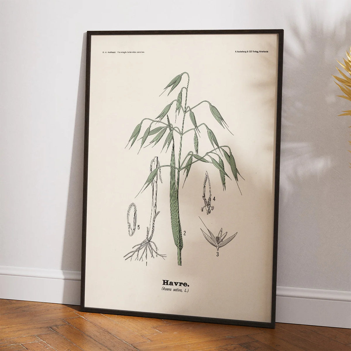 Havre 1899 - Botanisk planche – billede 2