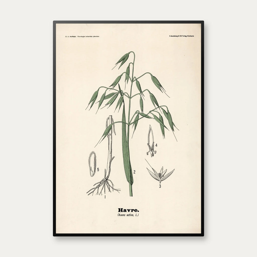Havre 1899 - Botanisk planche – billede 1