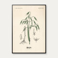 Havre 1899 - Botanisk planche – billede 1