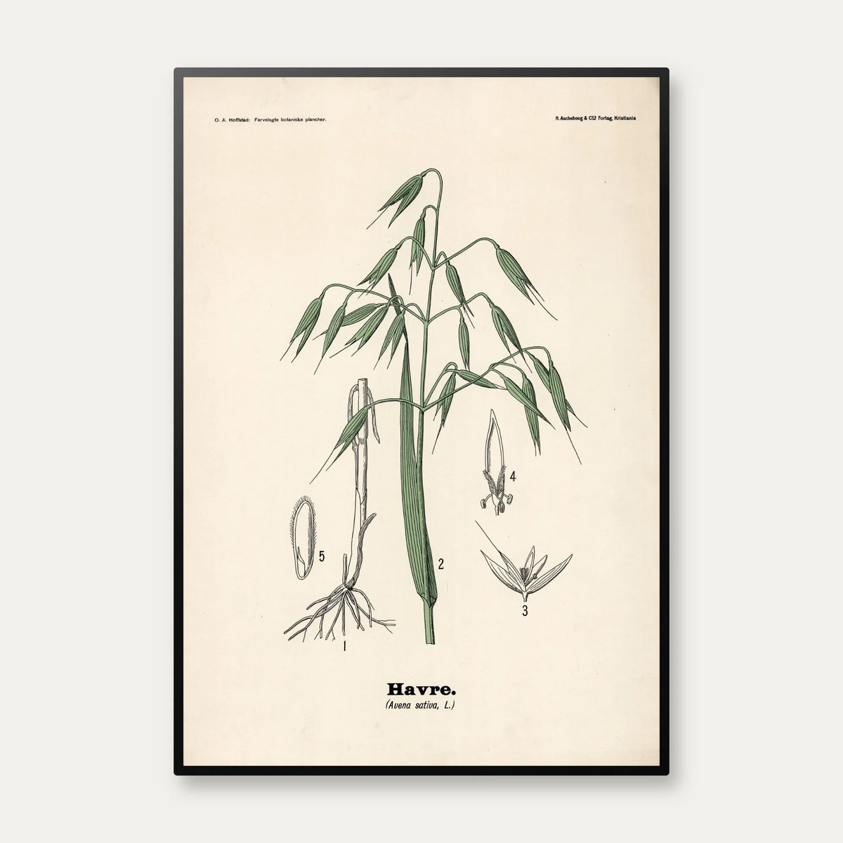 Havre 1899 - Botanisk planche – billede 1