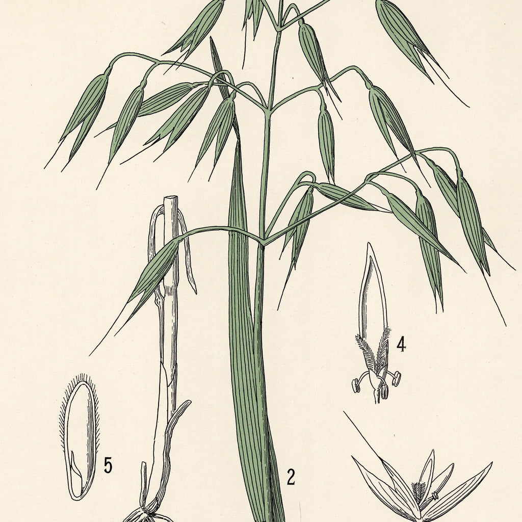 Havre 1899 - Botanisk planche – billede 4