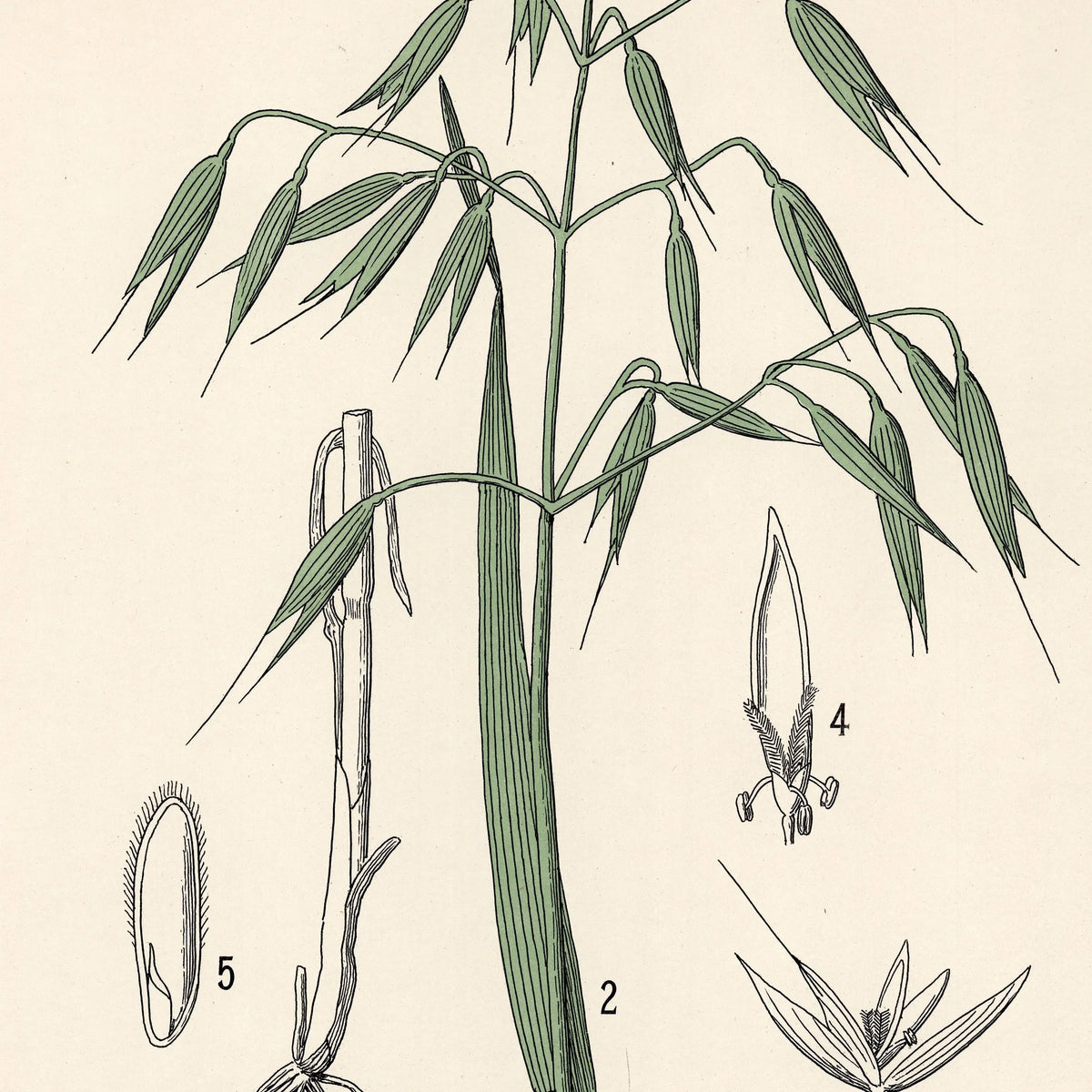 Havre 1899 - Botanisk planche – billede 4