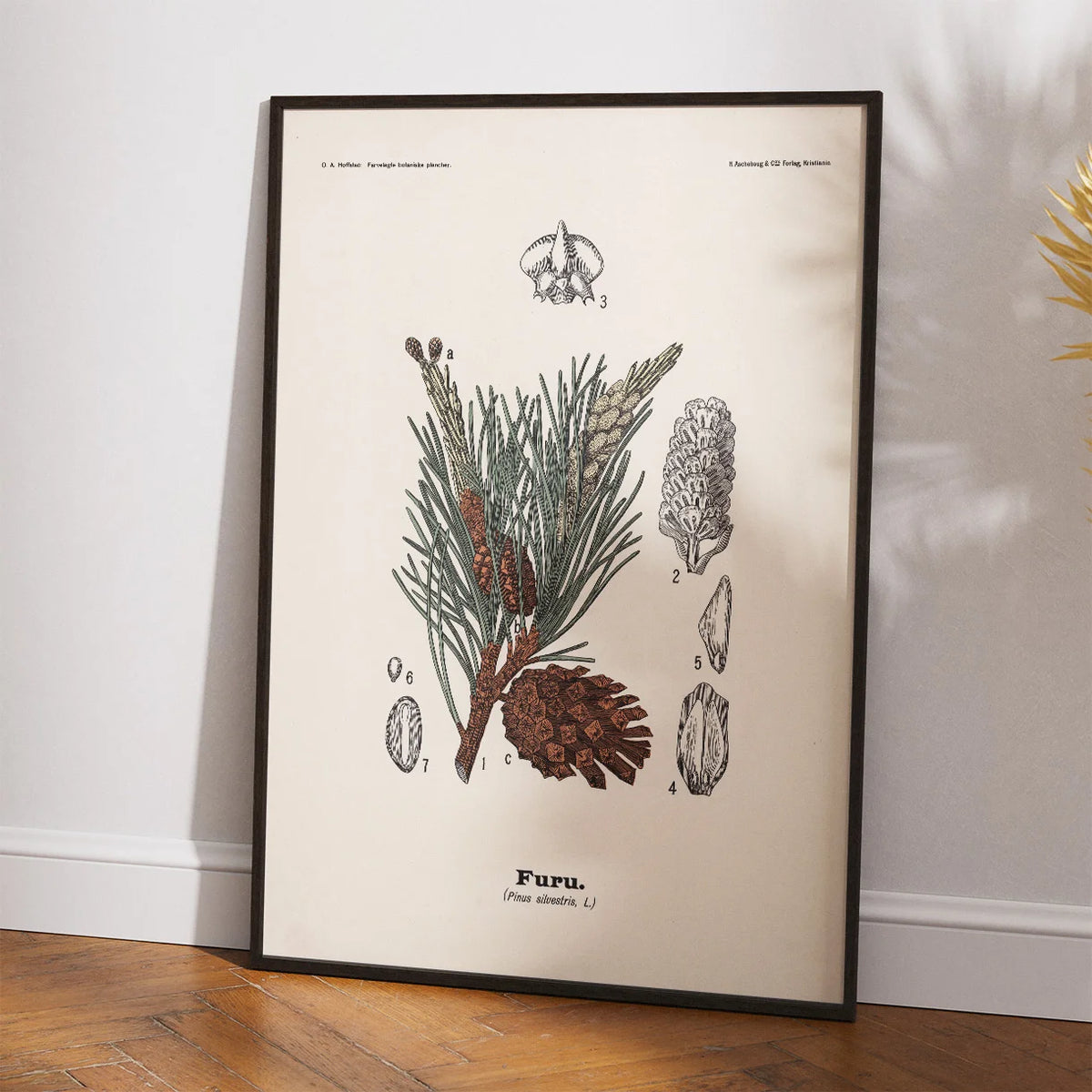 Skovfyr 1899 - Botanisk planche – billede 2