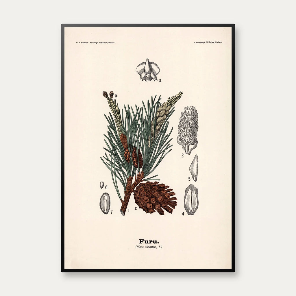 Skovfyr 1899 - Botanisk planche – billede 1