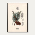 Skovfyr 1899 - Botanisk planche – billede 1