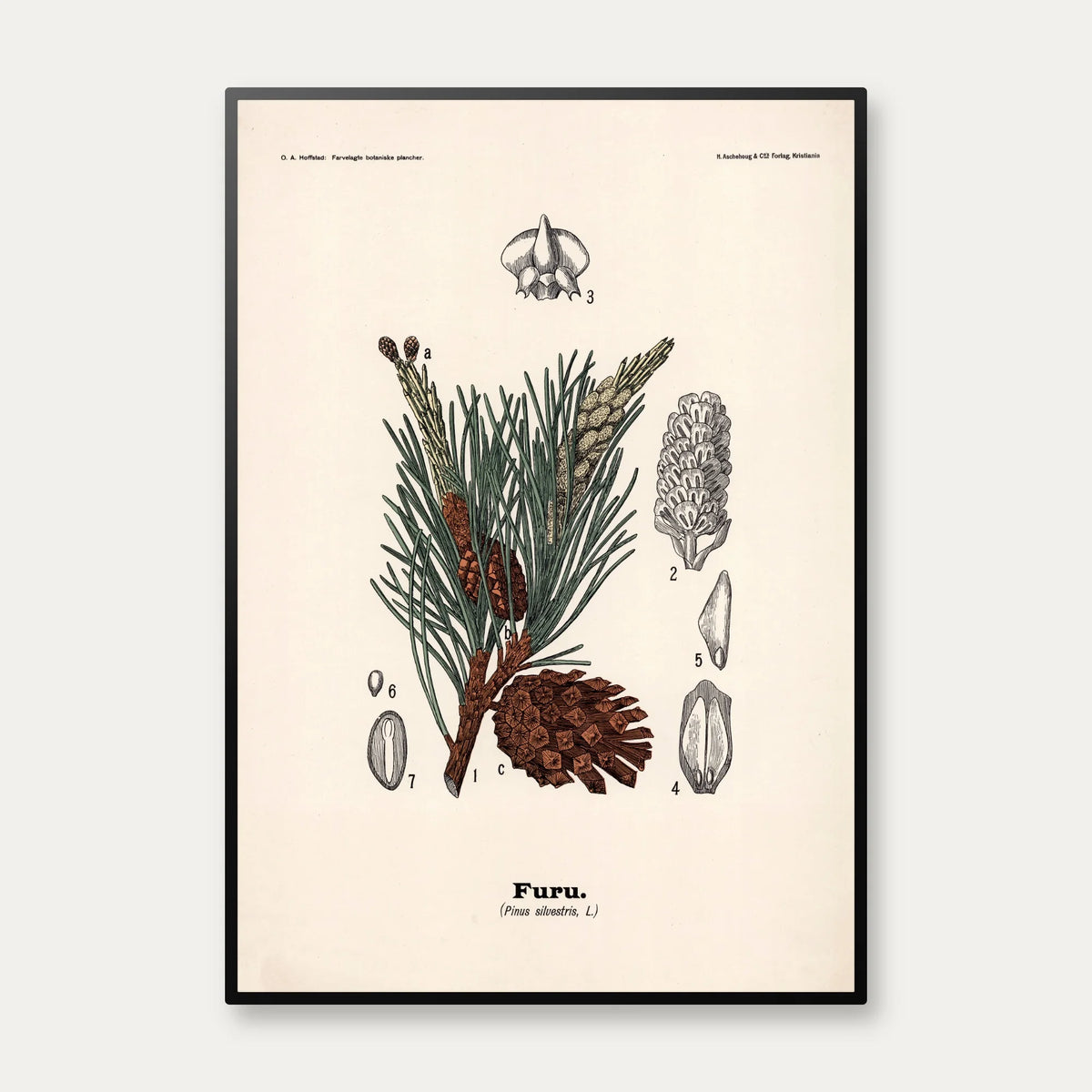 Skovfyr 1899 - Botanisk planche – billede 1
