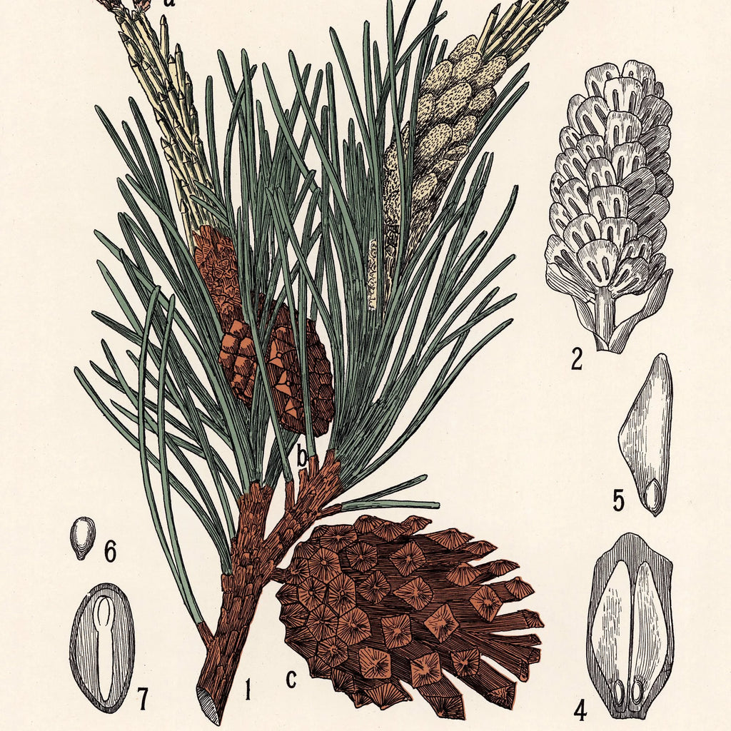 Skovfyr 1899 - Botanisk planche – billede 4