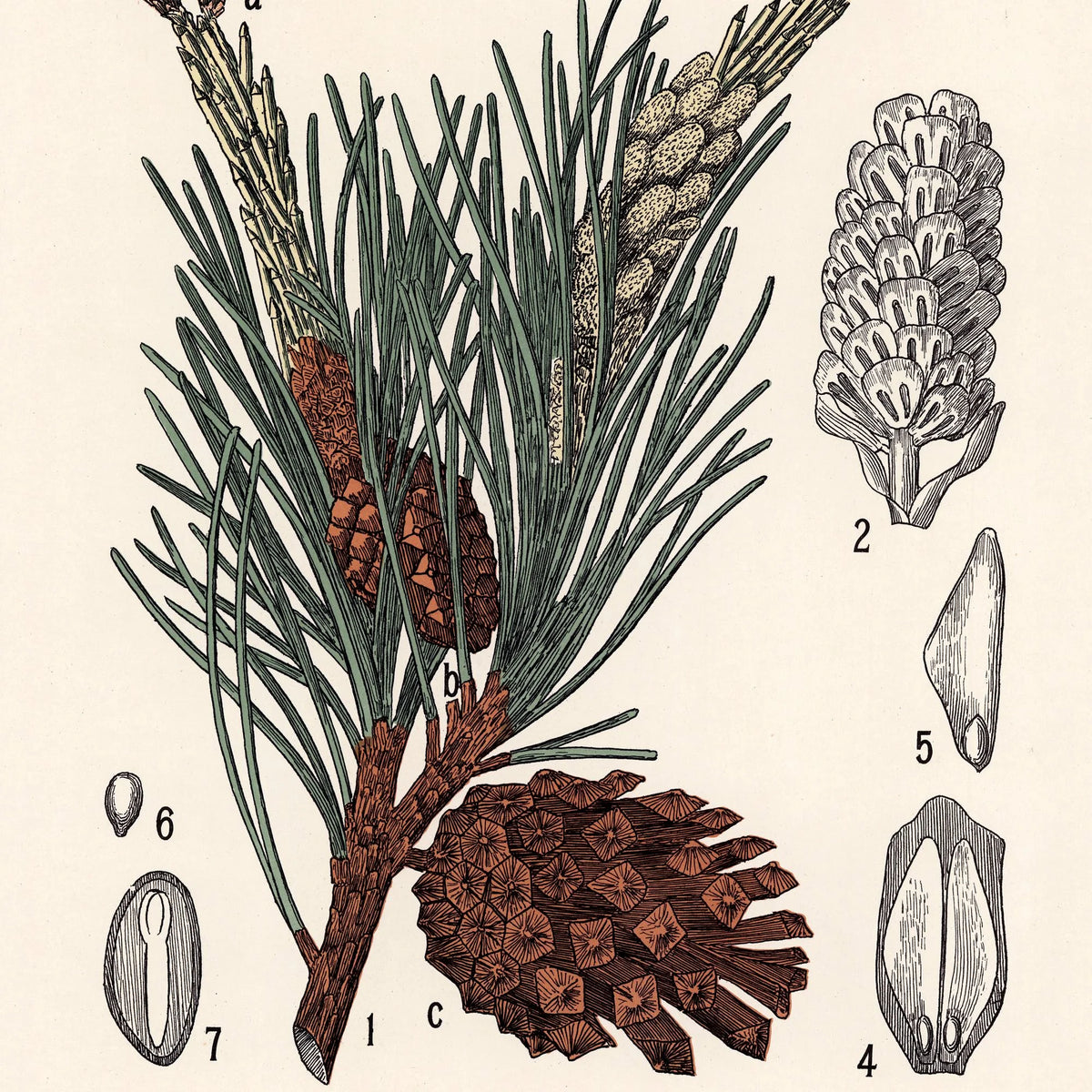Skovfyr 1899 - Botanisk planche – billede 4
